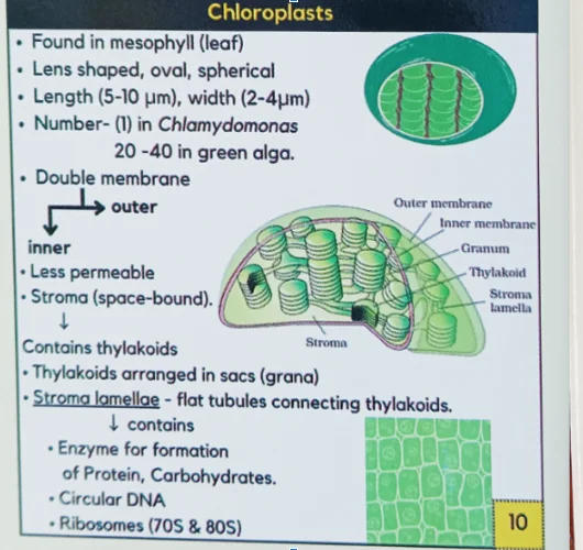 NEET Biology Flashcards