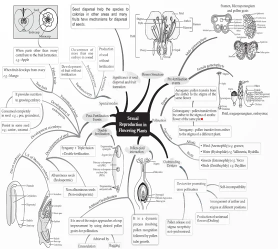 CUET Biology Mind Maps