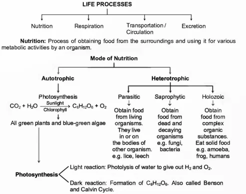 Life Processes