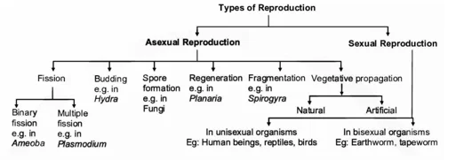 How Do Organisms Reproduce