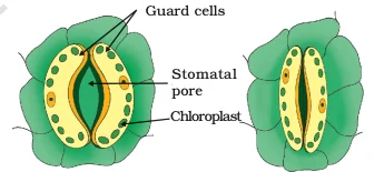 CBSE Class 10 Biology Experiments List