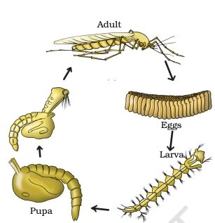 Lab Manual Book Class 9​ for Biology