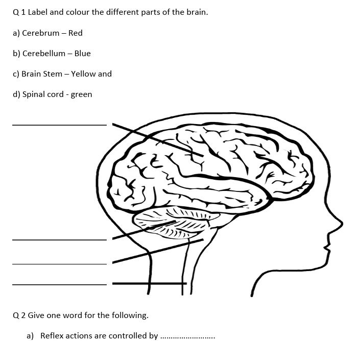 Class 5 worksheets all subjects