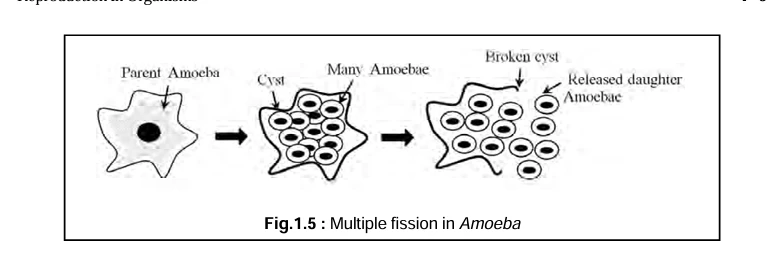 Odisha Class 11 books – Biology textbook diagram showing multiple fission in Amoeba, with parent Amoeba, cyst, many Amoebae, and released daughter Amoebae.