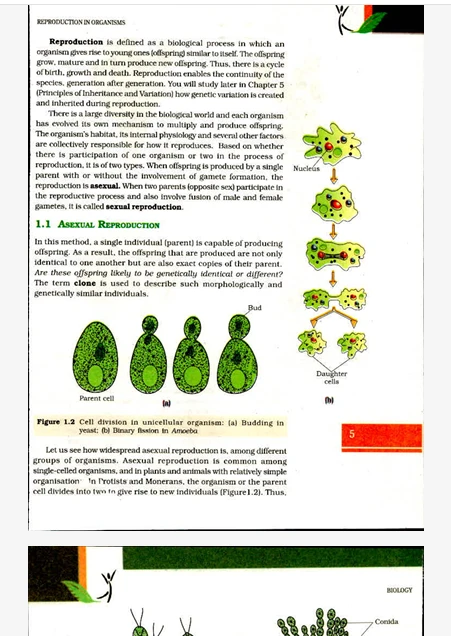 PSEB study material 2026 Biology textbook page on Reproduction in Organisms, explaining asexual reproduction and budding in unicellular organisms such as yeast.