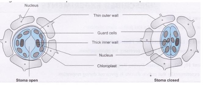 CBSE Lab Manual Class 10, CBSE Lab Manual Class 10 PDF, CBSE Lab Manual Class 10 Science, CBSE Lab Manual Class 10 Maths