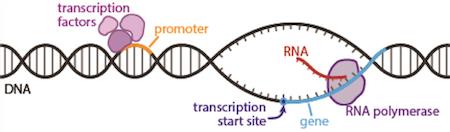 Understanding Genetics
