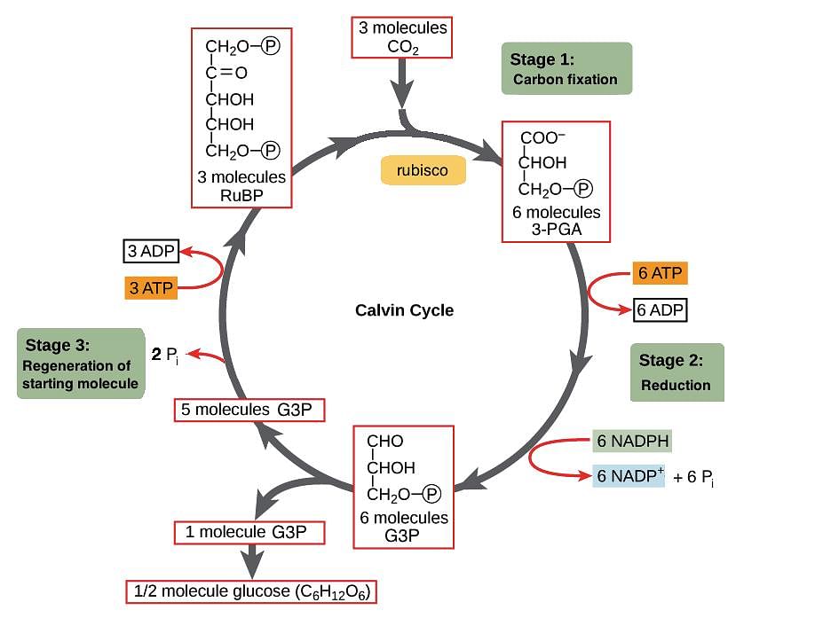 Image result for c3 cycle