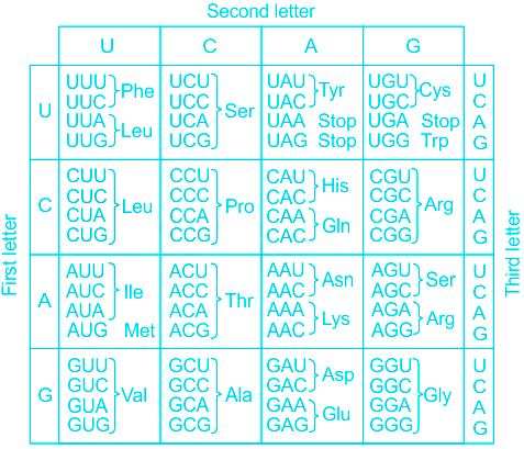 Image result for genetic code for methionine