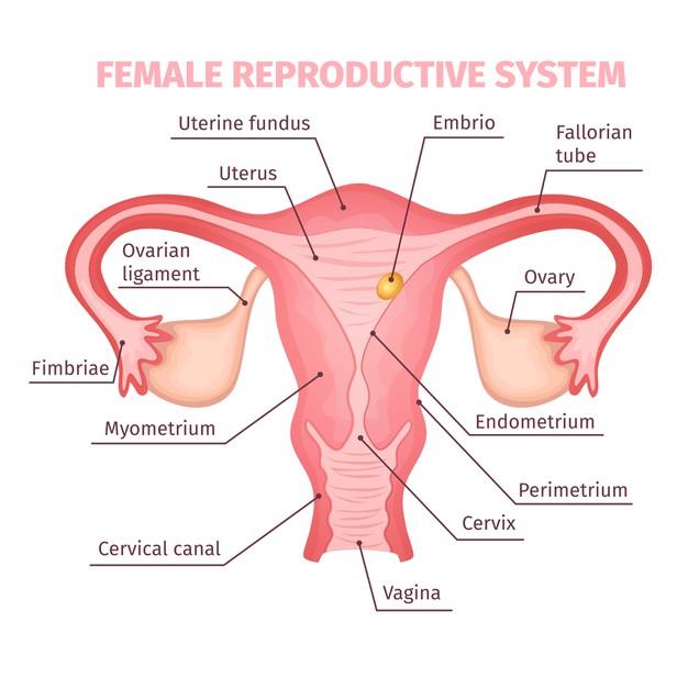 Free Vector | Female reproductive system scientific