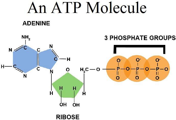 Production and Use of ATP – meteormemory