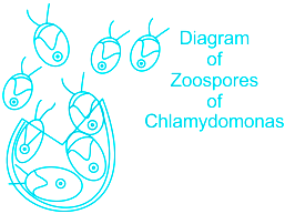 How To Draw Zoospores Of Chlamydomonas Diagram | Very Easy Diagram of  Zoospores Of Chlamydomonas - YouTube