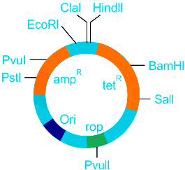 The gene rop present in pBR322 cloning vector codes class 11 biology CBSE
