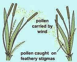 How Flowers Make Seeds: Part I POLLINATION