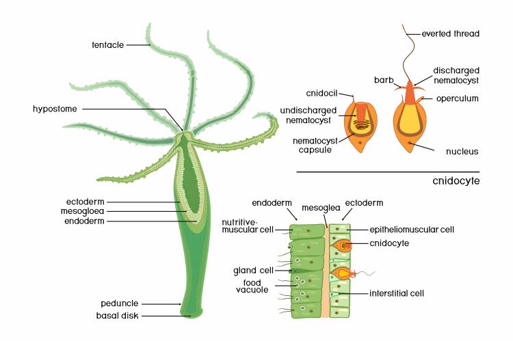 Cnidaria: The Stinging Phylum Of Nematocysts & Cnidocytes - Earth Life