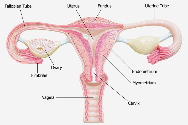 Normal Thickness Of Endometrium, Thickening Symptoms & Causes