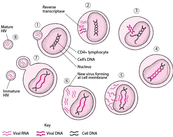 Human Immunodeficiency Virus (HIV) Infection - Infections - MSD Manual  Consumer Version