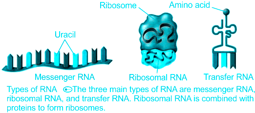 RNA structure