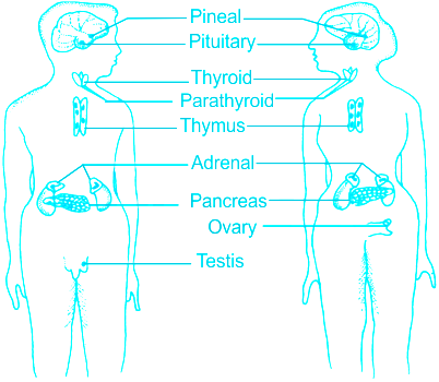 What are endocrine glands? Indicate their location in the outline diagram  of human body. from Science Control and Coordination Class 10 Haryana Board  - English Medium