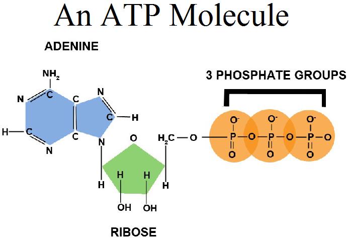 Production and Use of ATP – meteormemory
