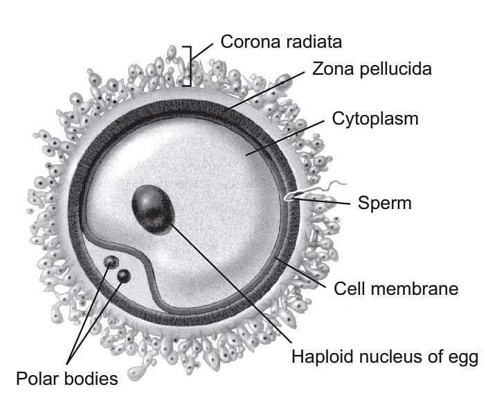 Ovum - DRGP Biology
