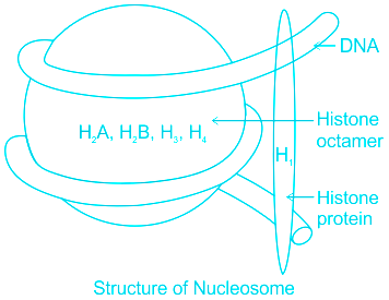 The number of cytosine bases in a DNA molecule is equal to the number of  .......... bases.