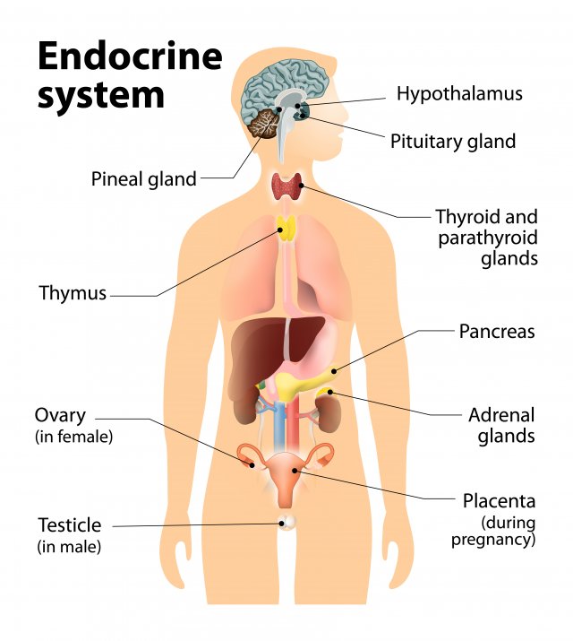 What is the Endocrine System? | Endocrine Disruption | US EPA