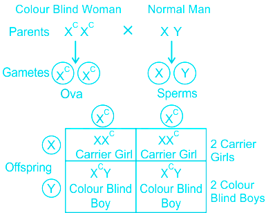 If colour blind woman marries a normal visioned man, their s