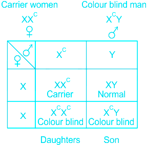 A colour blind man marries a woman with normal sight who has no history of colour  blindness in her family. What is the probability of their grandson being colour  blind? from Biology