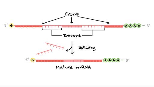 Eukaryotic pre-mRNA processing | RNA splicing (article) | Khan Academy