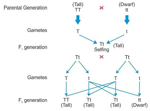 can you please explain the monohybrid cross and dihybrid cross - Biology -  TopperLearning.com | 10190