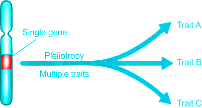 Pleiotropy - An Overview of Pleiotropy, and Related Disorders