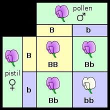 Phenotype - Wikipedia