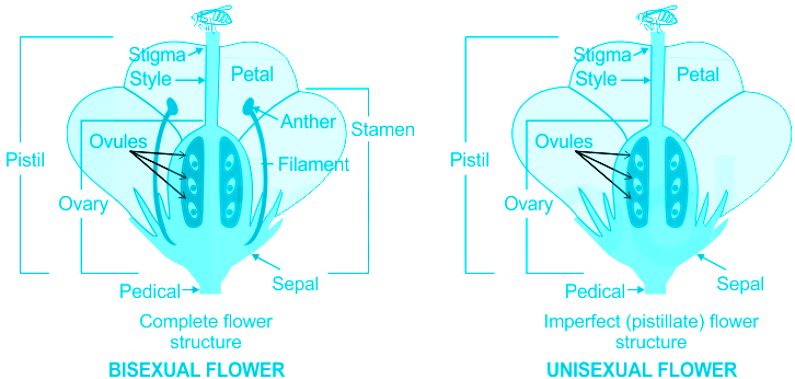 differentiate unisexual and bisexual flower, please let me know the answer  fast to submit the - Brainly.in