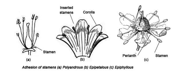 Androecium | Notes, Videos, QA and Tests | Grade 11>Biology>Angiosperm |  Kullabs
