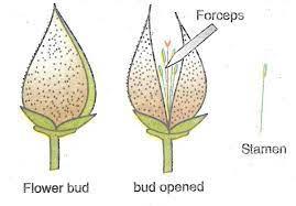 ENHANCEMENT IN FOOD PRODUCTION PLANT BREEDING Plant breeding? What is mean  by plant breeding? Growing various variety of plants?