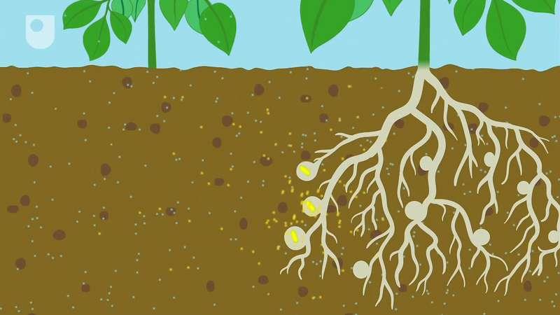 nitrogen-fixing bacteria | Definition & Types | Britannica