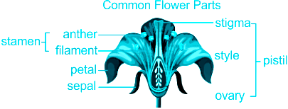 Diagram of the Parts of a Flower | Parts of a flower, Flower structure,  Diagram of a flower