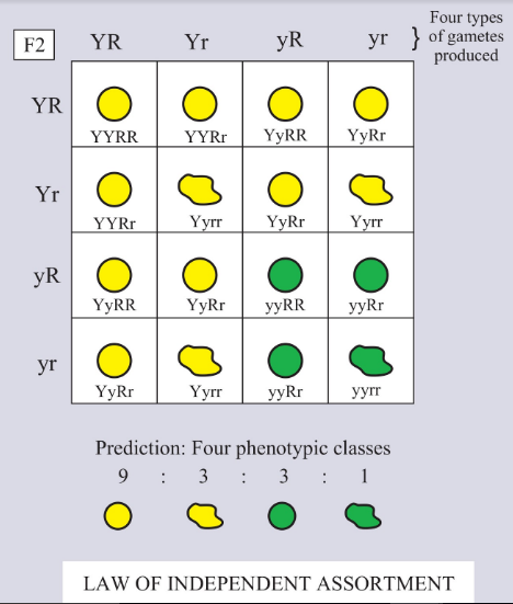 Explain the law of independent assortment with a suitable class 12 biology  CBSE