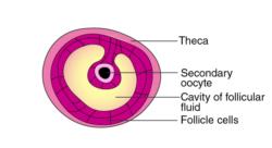 Draw a labelled diagram of a Graafian follicle. - Biology Q&A