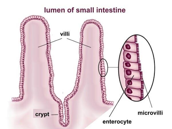 Simple Columnar Epithelium - Definition & Function | Biology Dictionary
