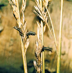 Ergot fungus | fungus species | Britannica