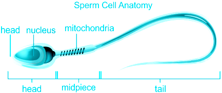 Free Vector | Sperm cell structure