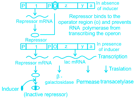 Explain the role of regulartory gene in a lac operon. Why is regulation of lac  operon called as negative regulation?