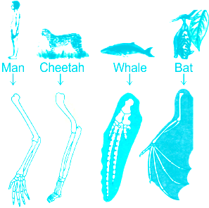 Learn Homology meaning, concepts, formulas through Study Material, Notes –  Embibe.com