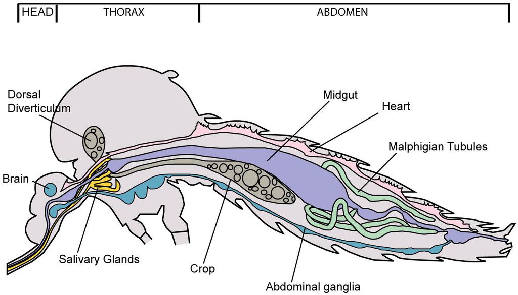 Preparation of Mosquito Salivary Gland Extract and ...