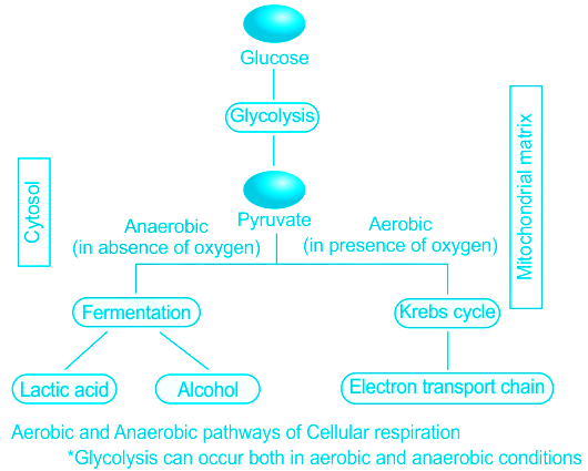Steps of cellular respiration, Aerobic and Anaerobic Respiration |  Study&Score