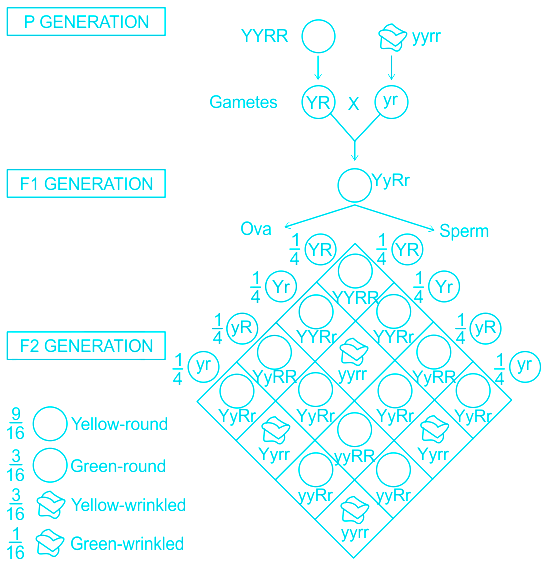 Schematic representation of mendelian dihybrid cross - Brainly.in
