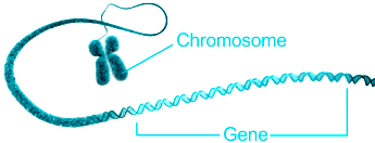 What is a gene?: MedlinePlus Genetics