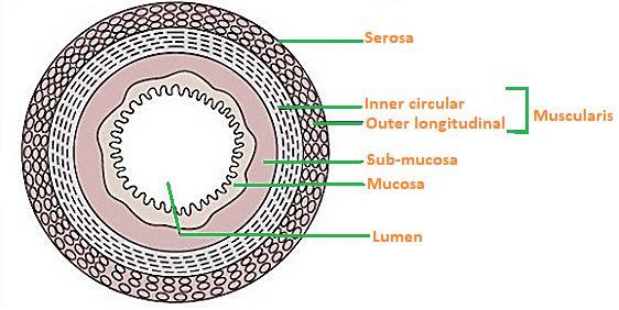 CBSE NCERT Notes Class 11 Biology Digestion Absorption